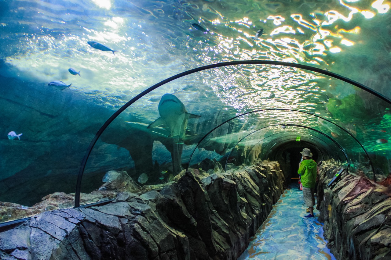 Sea Life Sydney Aquarium